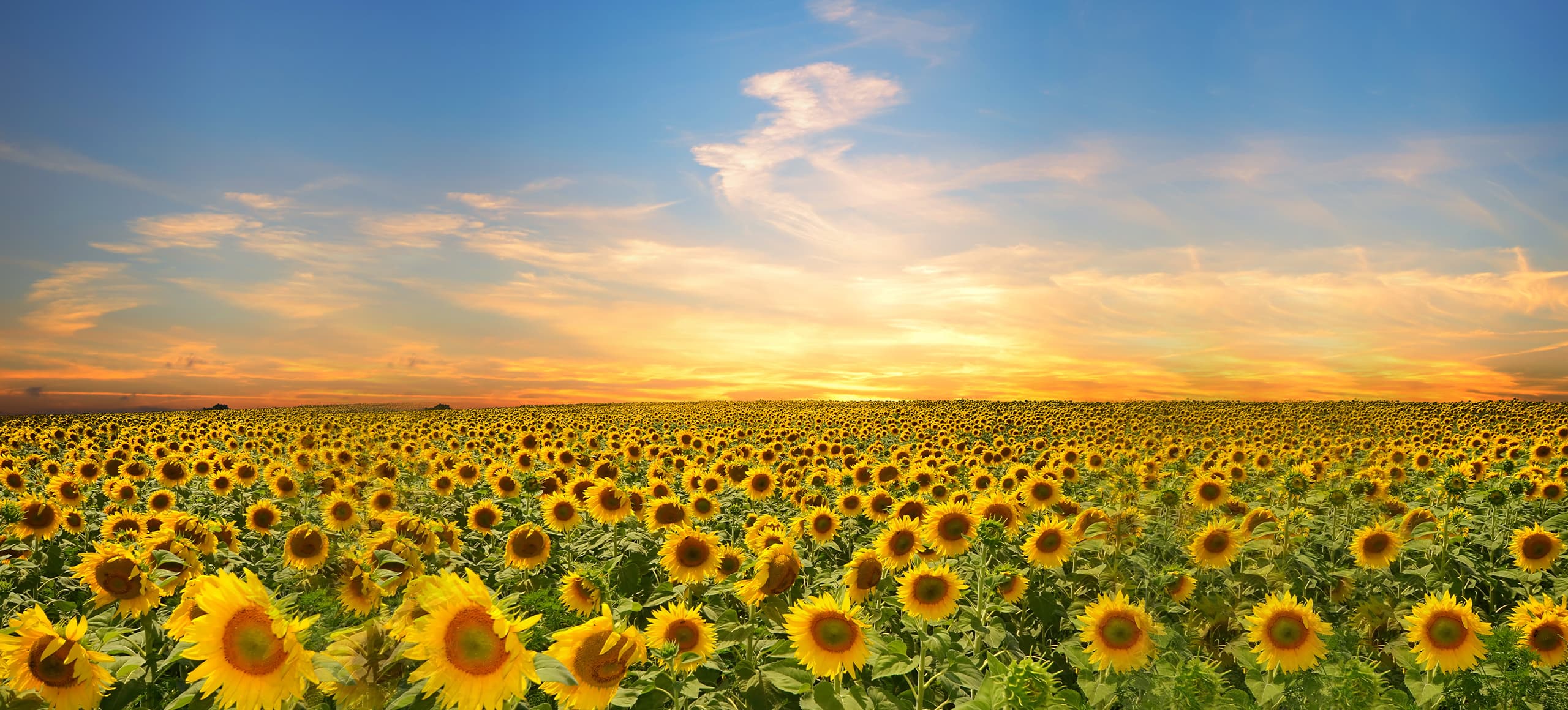 seo始終堅持結果化服務(wù)，讓企業(yè)都能享有營(yíng)銷(xiāo)創(chuàng  )造的價(jià)值！