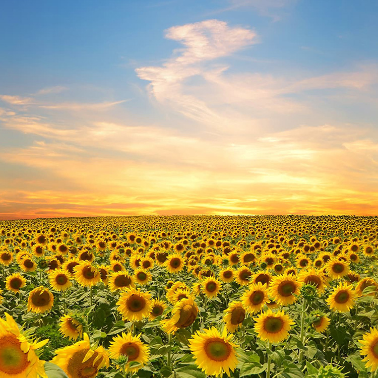 seo始終堅持結果化服務(wù)，讓企業(yè)都能享有營(yíng)銷(xiāo)創(chuàng  )造的價(jià)值！